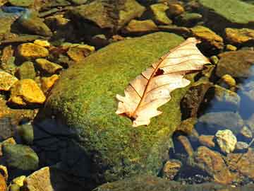 在线购买打胎药是真的吗喝打胎药怎样能快速下来（吃了打胎药怎样能有助流干净）
